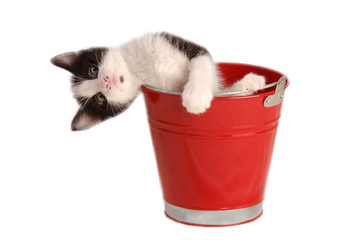 POSA BUFFA DI GATTINO © sery