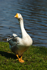 Goose