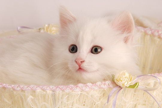 GATTINO BIANCO NELLA CESTA BIANCA