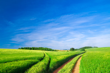 Summer landscape