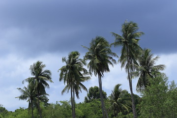 Fototapeta na wymiar cambogia palme