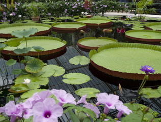 blooming water lily