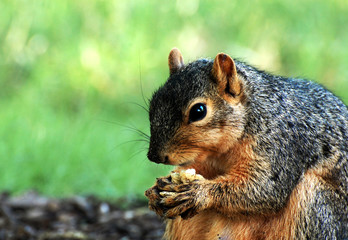 Fototapeta premium Squirrel eating close up