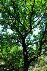 slender forest tree