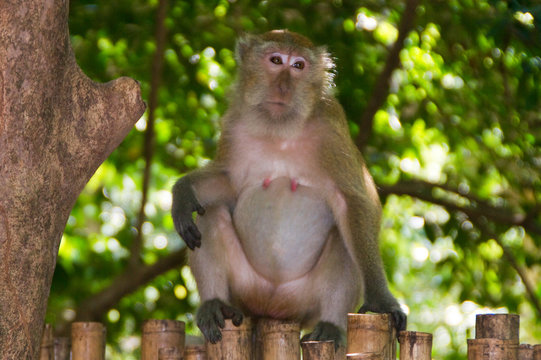 pavian Affe affen monkey monkeys m&auml;nnlich nase