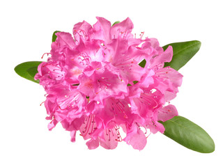 Rhododendron - Blüte