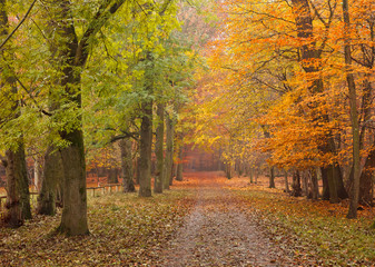Pathway in the autumn forest