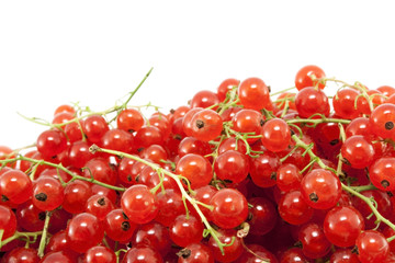 Red currant
