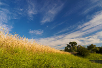 Obraz premium Field
