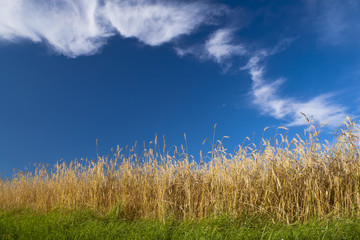 Fototapeta premium Wheat field