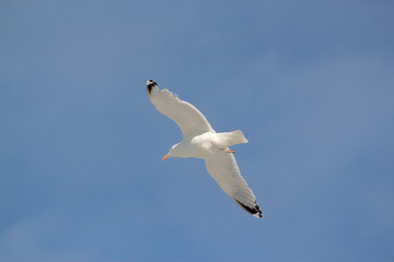 flying gull