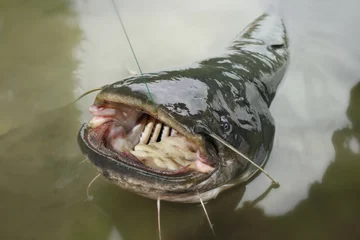 Fototapeten catfish © Tramper2