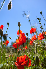 Obraz premium Mohnblumen Papaver rhoeas