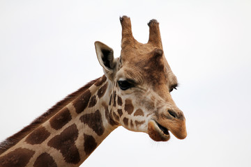 giraffe