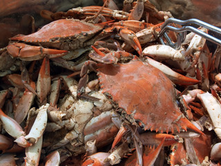 blue crabs cooked - close up
