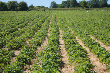 Fototapeta na wymiar Erdbeerfeld - Strawberry Field