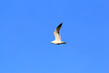 flying gull