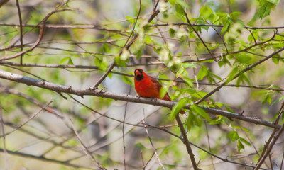 Male Cardinal in Central Park