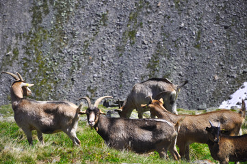 Ziegen in den Alpen