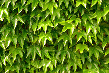 Fototapeta premium Green ivy leaves on the wall, background