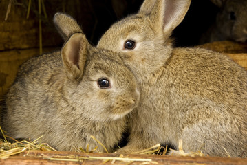 Naklejka premium Rabbit, rabbits breeding