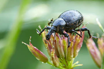Rüsselkäfer