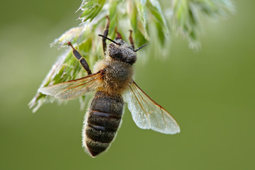 Biene