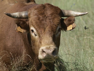 Toro en la provincia de Madrid
