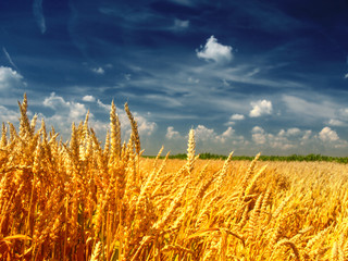 ripe wheat against blue sky
