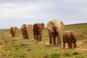 Fototapeta premium African Elephants