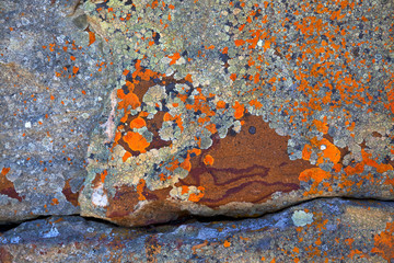 Abstract Lichen Patterns