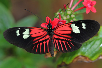 Fototapeta na wymiar Heliconius Motyl