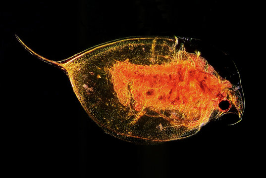 Microscopic image of plankton water flea Daphina