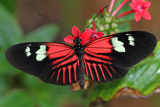 Heliconius Butterfly