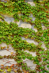 COLORFUL IVY LEAVES IN FALL