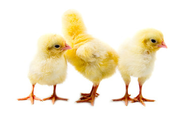 Yellow chickens