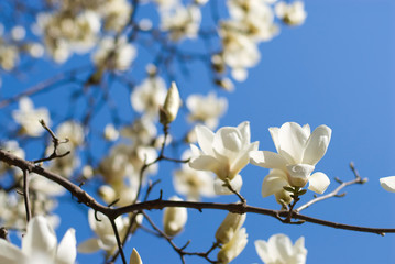 満開のハクモクレンの花