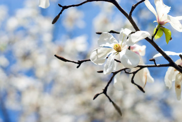 満開のコブシの花
