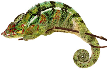 caméléon de la Réunion, "chamaeleo pardalis" sur fond blanc © Unclesam