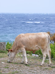 boeuf près de la mer