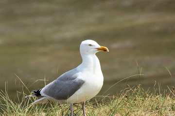 Obraz premium Silbermöwe auf Norderney
