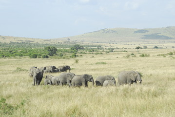 African Bush Elephant (Loxodonta africana) at Masai Mara, Kenya