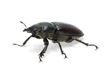 Female stag beetle