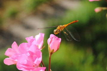 Libelle 2