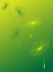 Obraz premium Dandelion