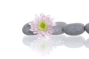 Fototapeta na wymiar Pile of gray stones and flower with reflection