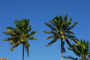 Fototapeta na wymiar palme