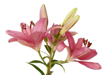 pink lily with brown pollen