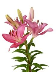 pink lilies with buds