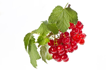 red currant